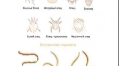 Antigelminty prazicid: vlastnosti a použití léku